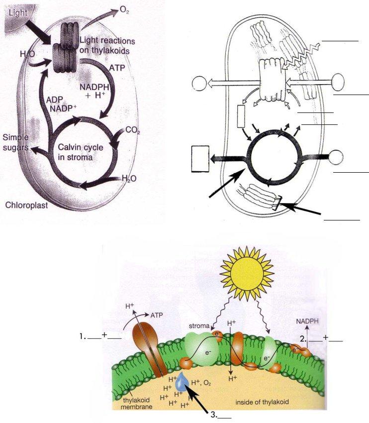 photosynthesis-diagrams-worksheet-pdf-form-formspal
