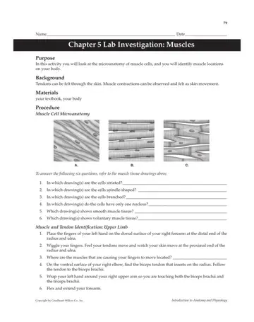 Chapter 5 Lab Investigation Muscles Form Preview