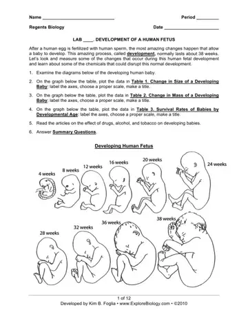 Development Of A Human Fetus Form Preview