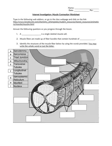 Muscle Contraction Worksheet Form Preview
