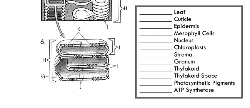 photosynthesis diagrams worksheet part 1 answer key Leaf  Cuticle  Epidermis fields to fill out