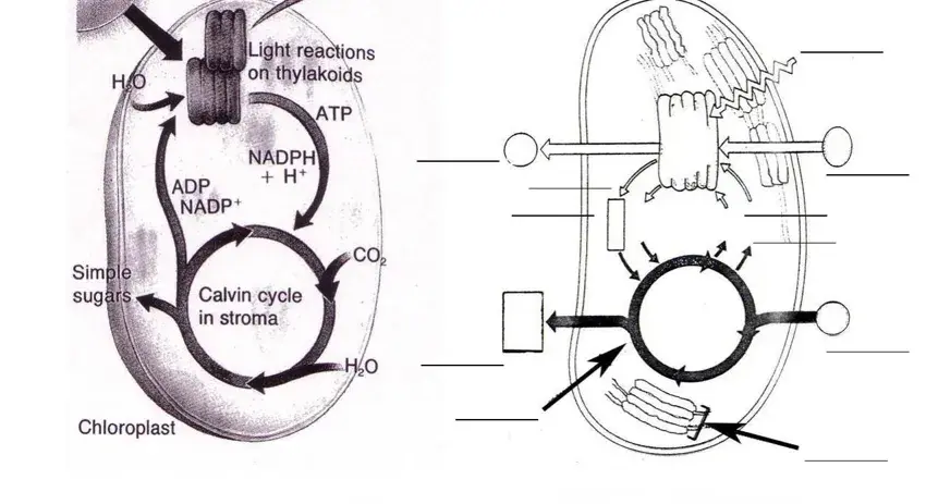 calvin cycle blank diagram