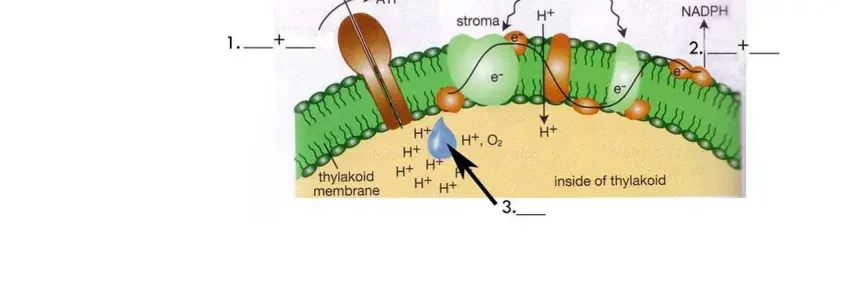 Photosynthesis Diagrams Worksheet Part 1 Answer Key