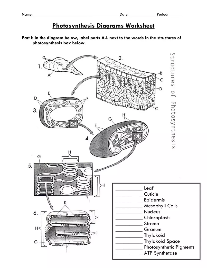 Photosynthesis Diagrams Worksheet first page preview