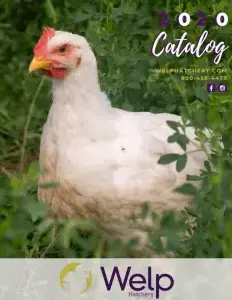 Welp Hatchery Preview
